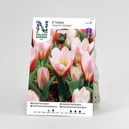Tulpan Näckros röd/rosa