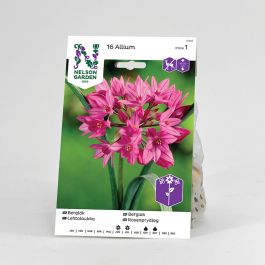 Berglök, rosa