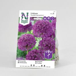 Purpurlök, Purple Sensation, rödviolett