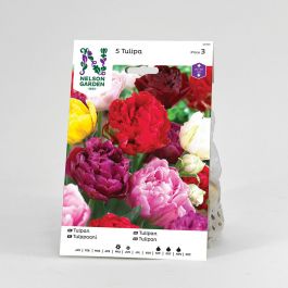 Tulpan, Sen Fylldblommig, bl färger