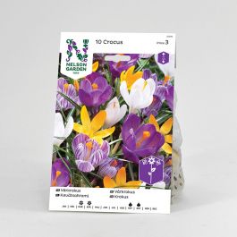 Krokus, Vår, blandade färger