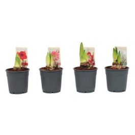 Amaryllis mix